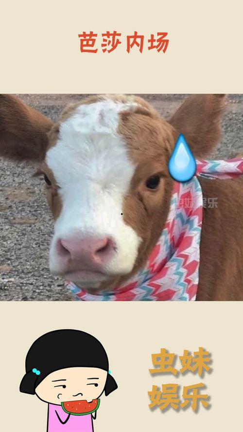 娱乐吃瓜酱道歉,网友热议后续影响